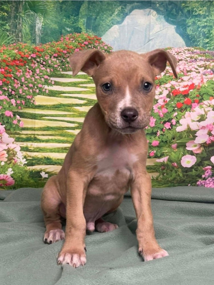 PUDDLES - Pit Bull Terrier available for adoption