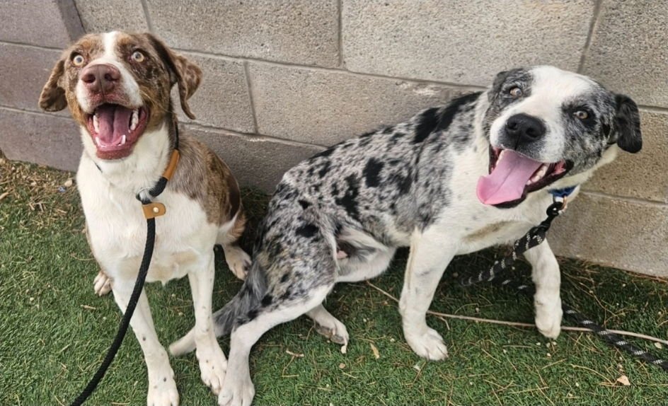 PITSKY - Australian Shepherd / Catahoula Leopard Dog available for adoption