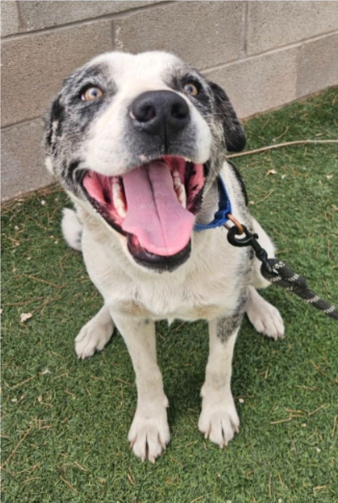 PITSKY - Australian Shepherd / Catahoula Leopard Dog available for adoption