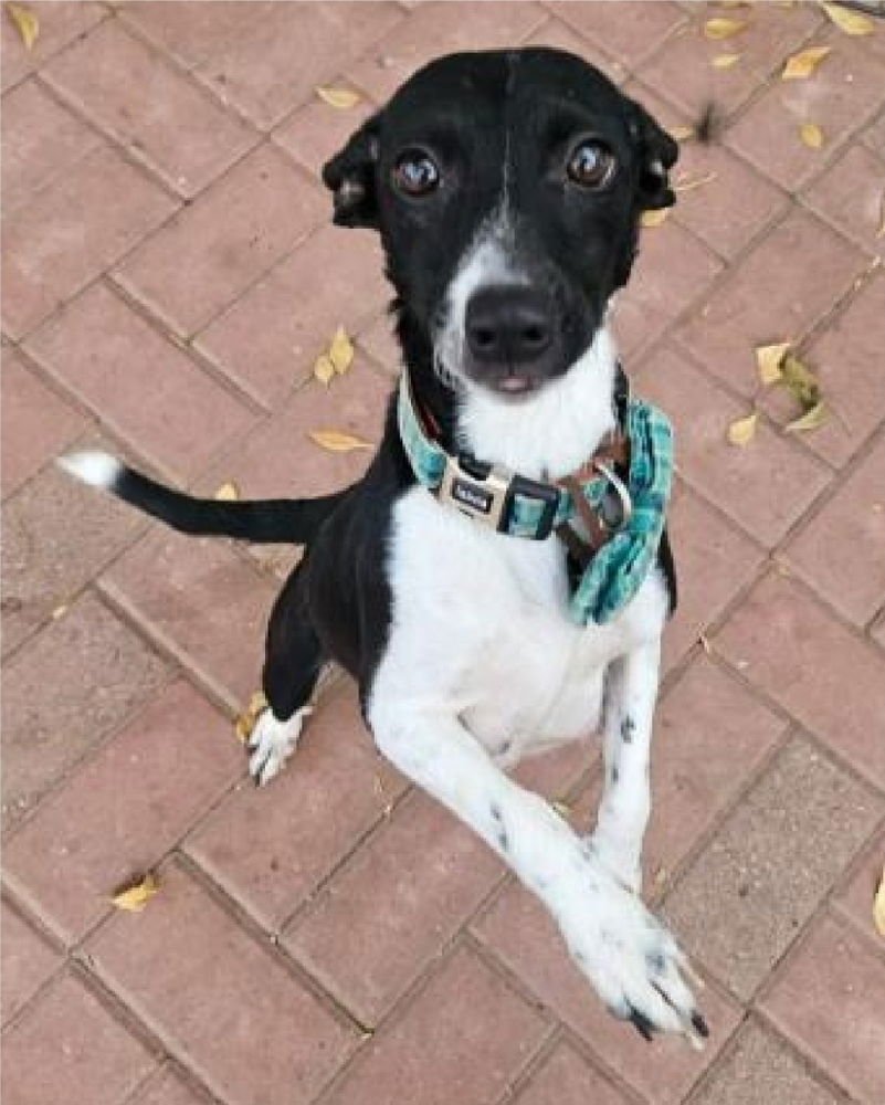 SHELLY - Chihuahua available for adoption