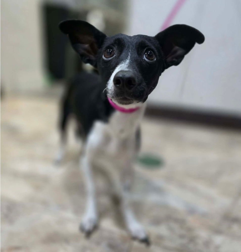 SHELLY - Chihuahua available for adoption