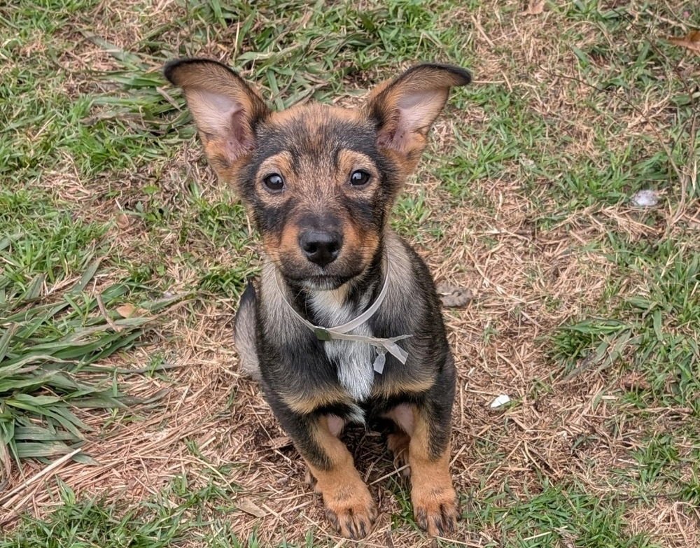 VEGAS - Australian Cattle Dog/Blue Heeler available for adoption