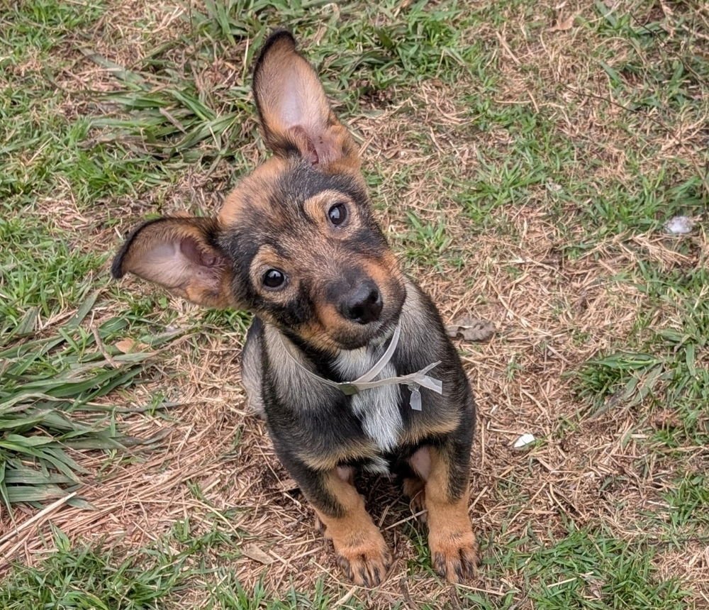VEGAS - Australian Cattle Dog/Blue Heeler available for adoption