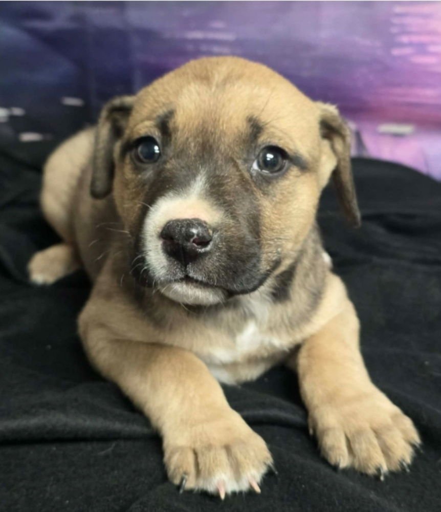 STRUDEL - Pit Bull Terrier available for adoption