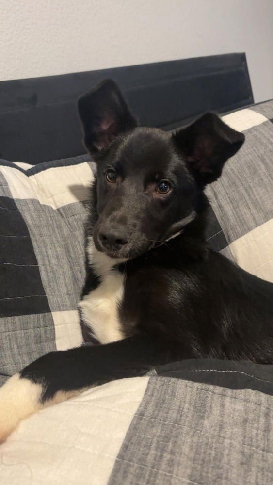 VIXEN - Border Collie available for adoption