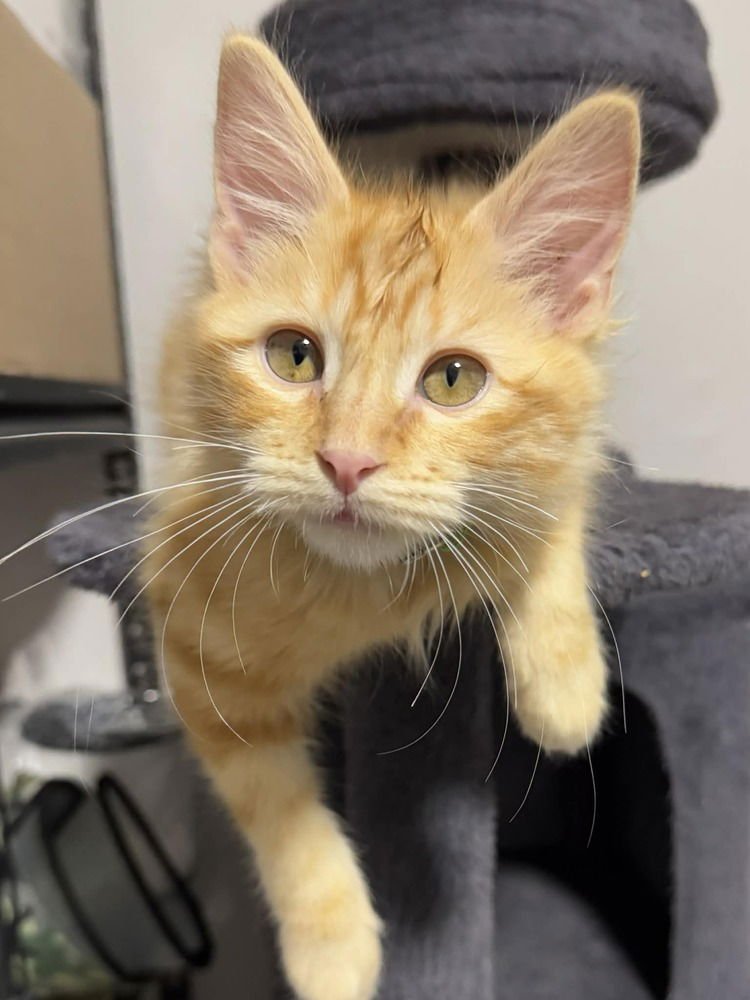 DOLLY - Domestic Medium Hair available for adoption