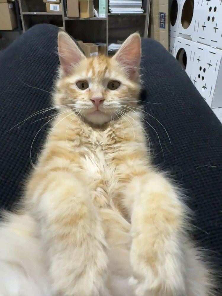 DOLLY - Domestic Medium Hair available for adoption