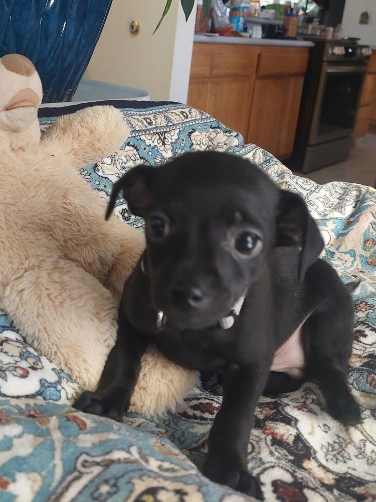 BUSTER BUNNY - Chihuahua available for adoption