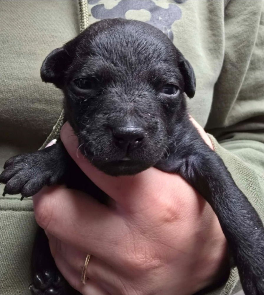 BUSTER BUNNY - Chihuahua available for adoption