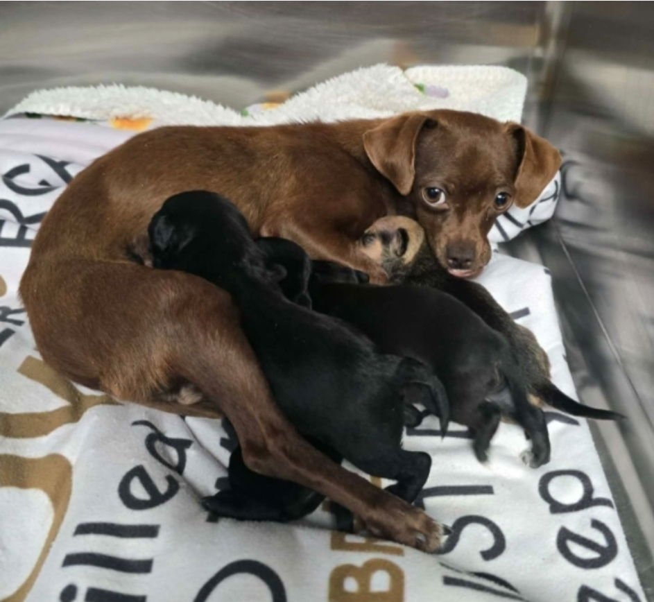 Buster Bunny - Photo 3