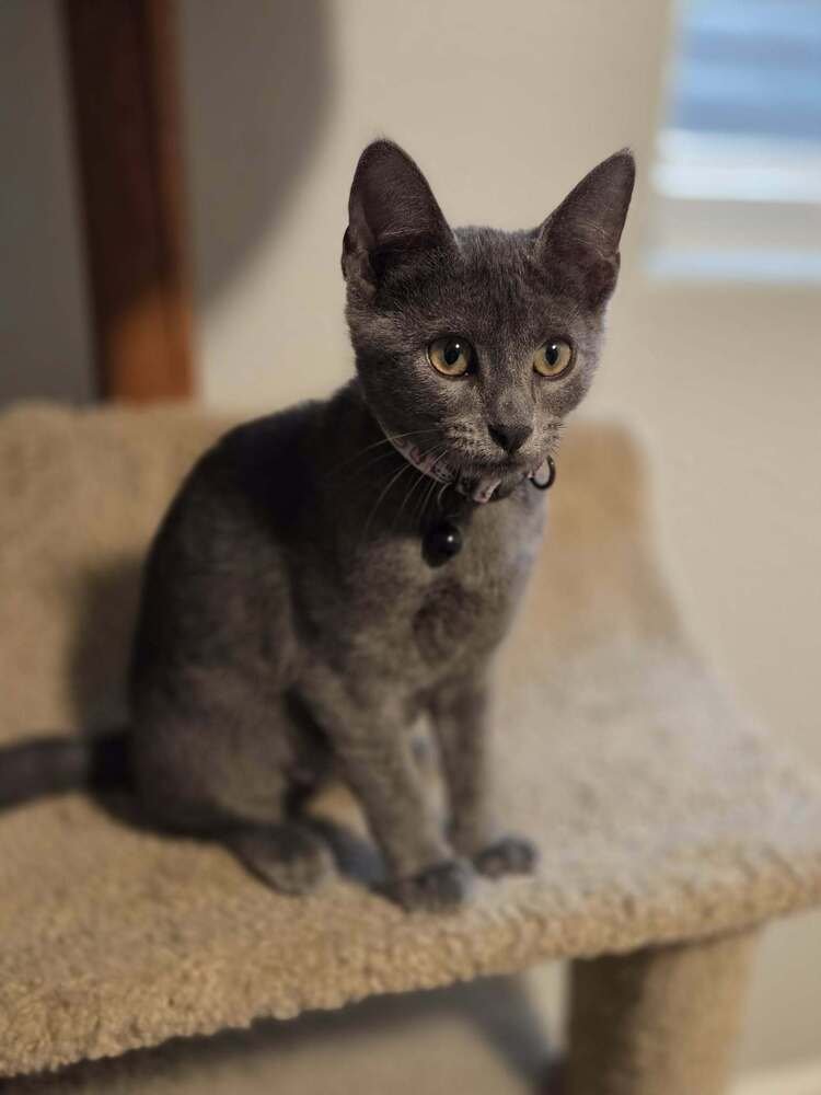 CAPPER - Domestic Short Hair available for adoption