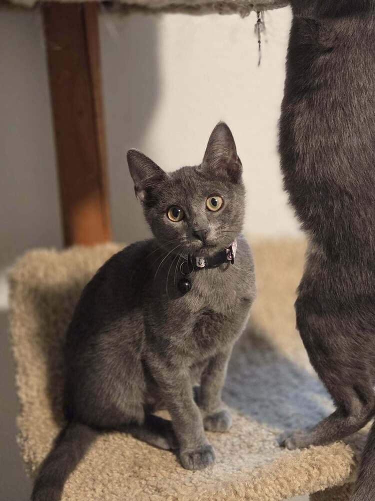 CAPPER - Domestic Short Hair available for adoption