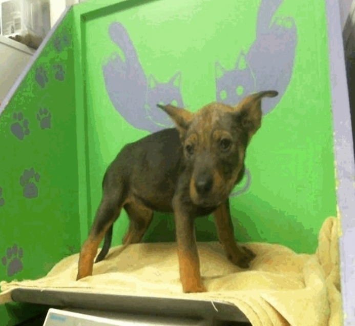 DEAN - Australian Cattle Dog/Blue Heeler available for adoption