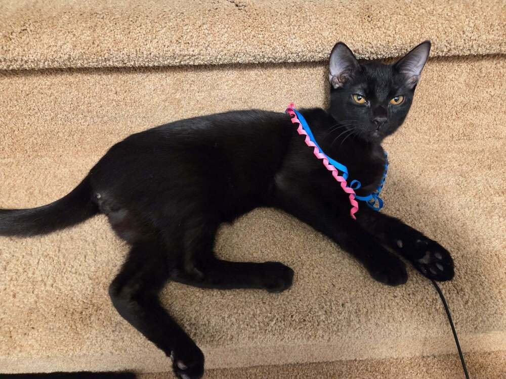 WALLY - Domestic Short Hair available for adoption