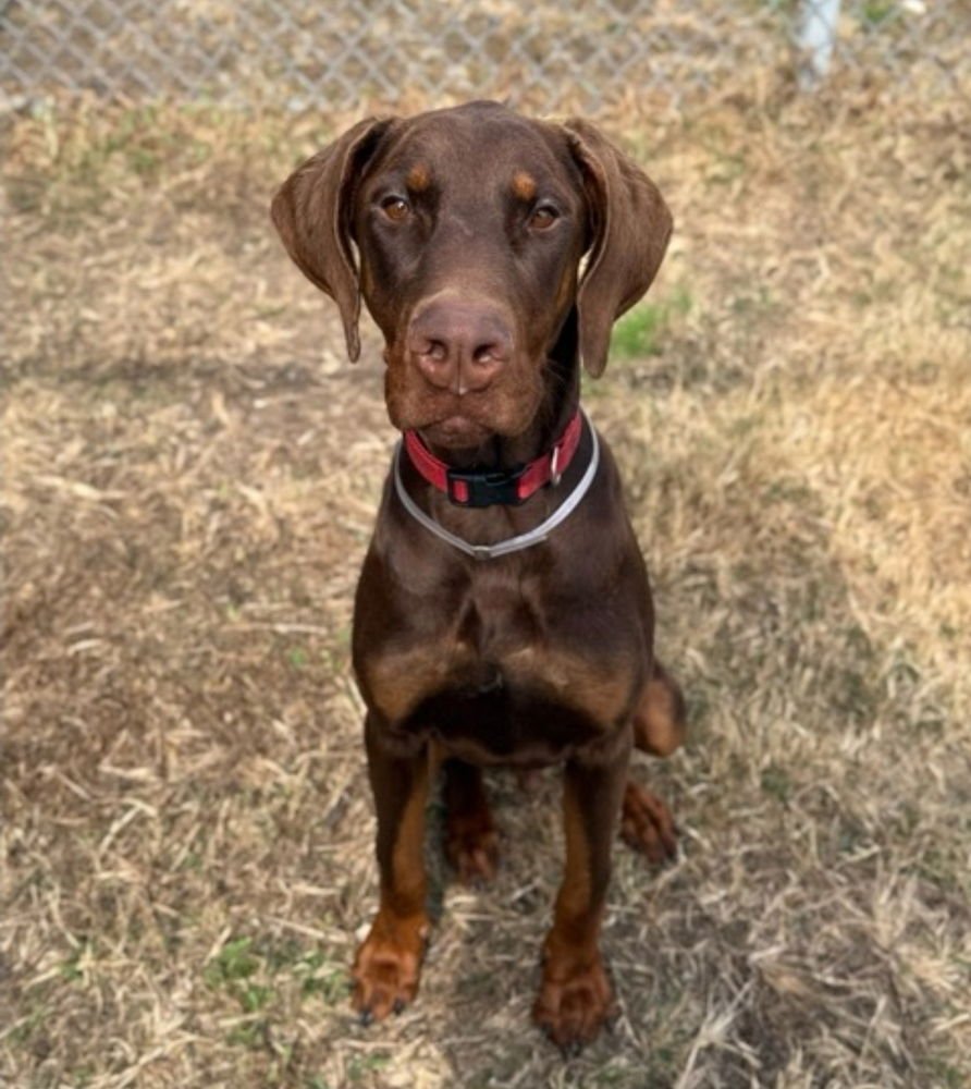 HOWDY DAY - Doberman Pinscher available for adoption