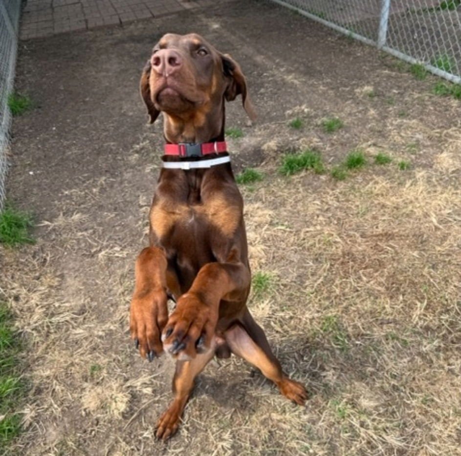 HOWDY DAY - Doberman Pinscher available for adoption