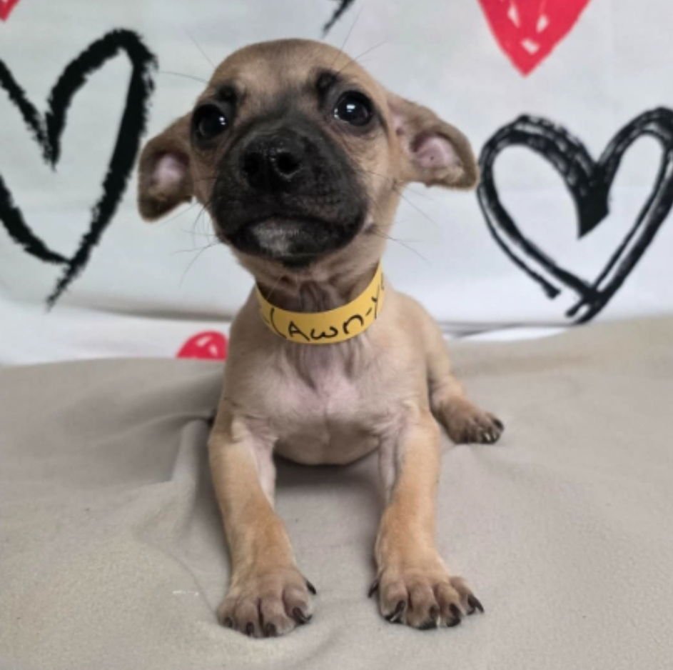 AINE - Chihuahua available for adoption