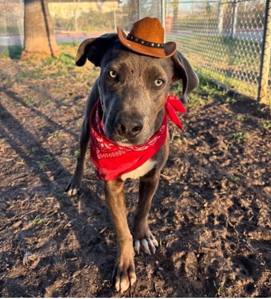 BUCK - American Staffordshire Terrier available for adoption