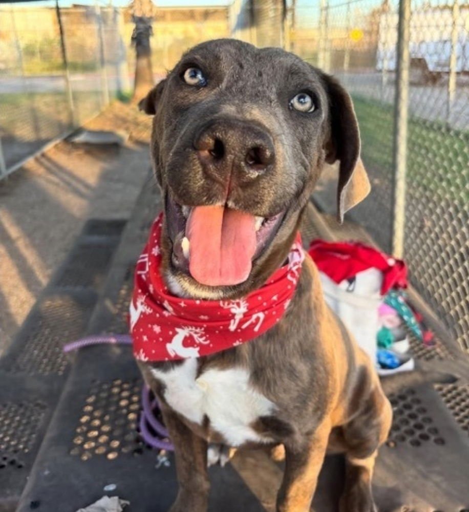 BUCK - American Staffordshire Terrier available for adoption