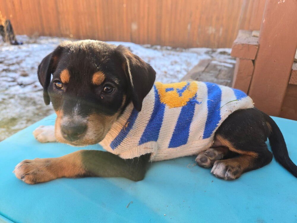 HOPE - Labrador Retriever available for adoption