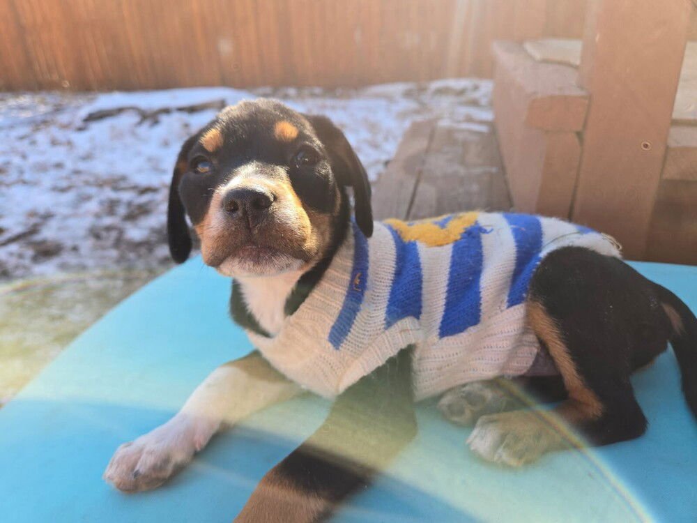 HOPE - Labrador Retriever available for adoption