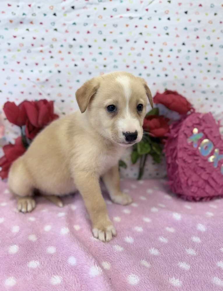 DANCER - German Shepherd Dog / Australian Shepherd available for adoption