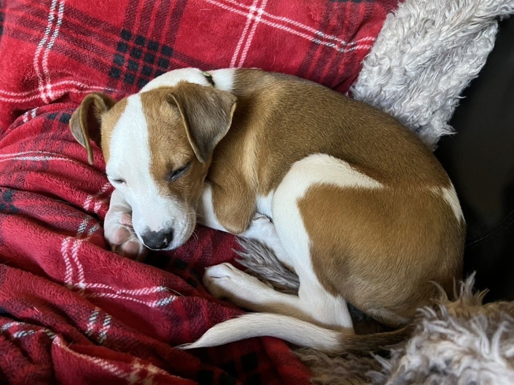 HANS - Labrador Retriever / Beagle available for adoption