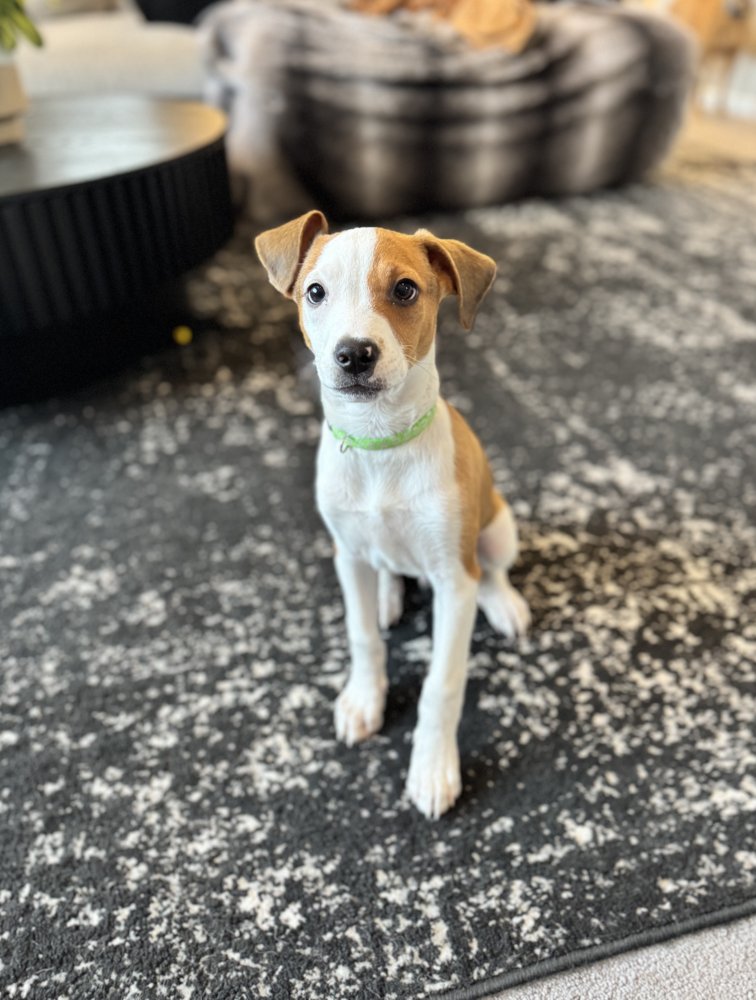 HANS - Labrador Retriever / Beagle available for adoption