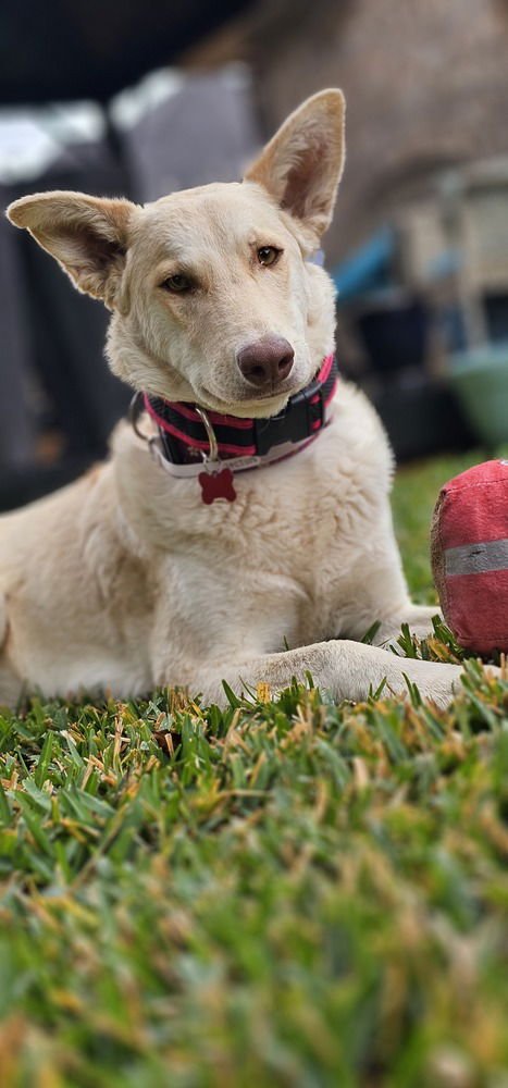 MINDY - German Shepherd Dog available for adoption