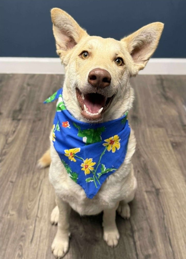 MINDY - German Shepherd Dog available for adoption