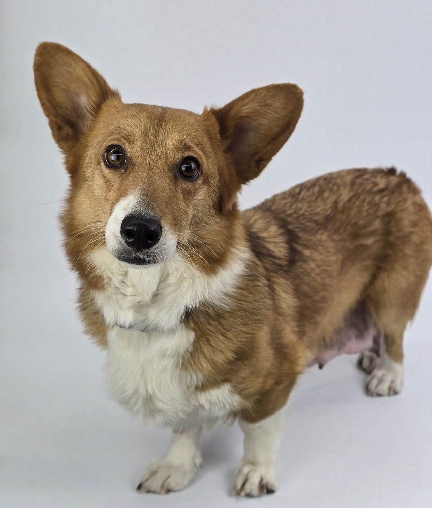 BUTTERS - Corgi available for adoption