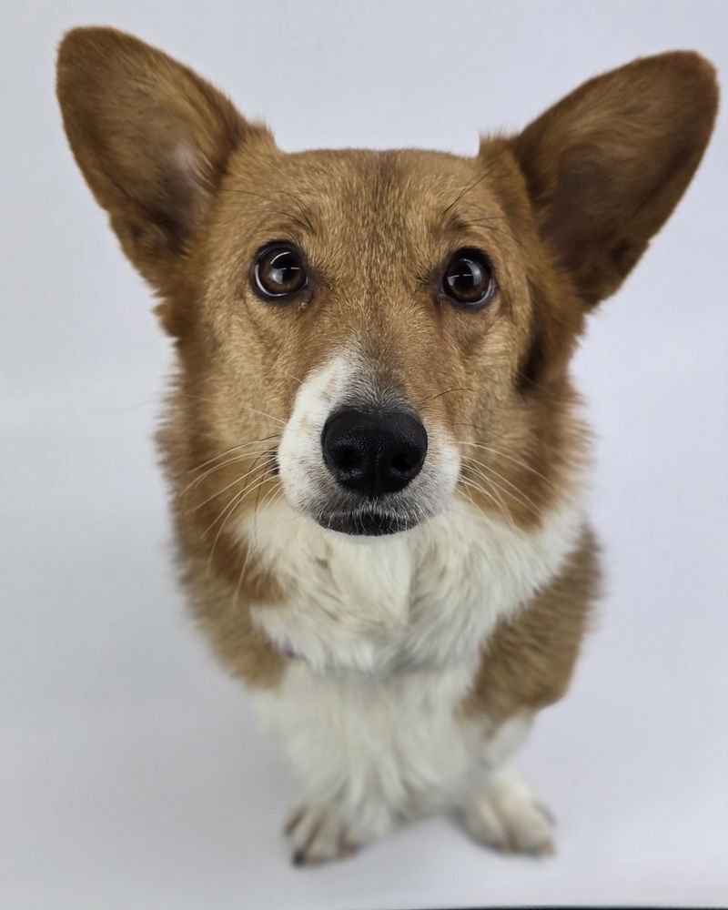 BUTTERS - Corgi available for adoption