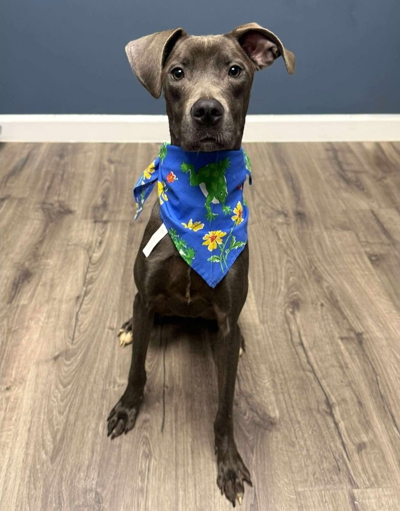 MARCELINE - Whippet / Labrador Retriever available for adoption