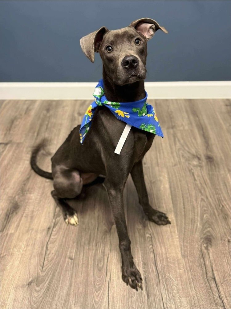 MARCELINE - Whippet / Labrador Retriever available for adoption