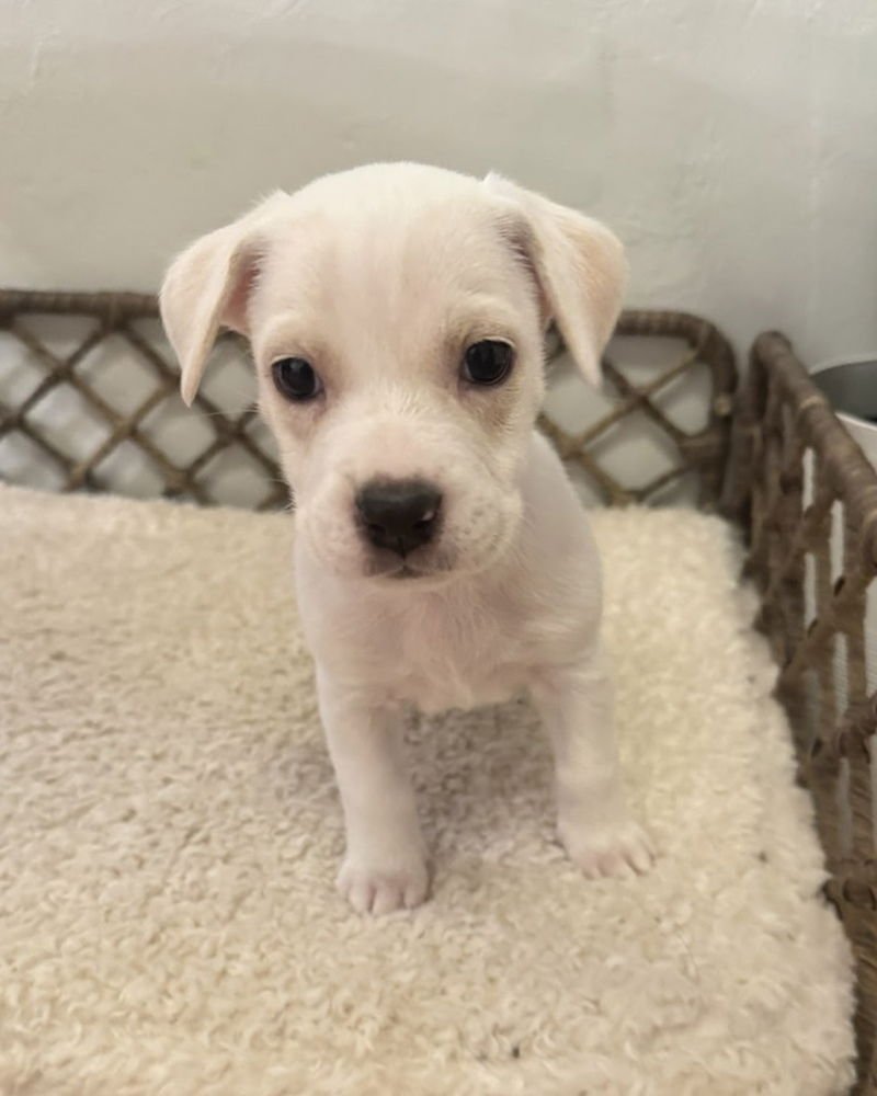 LYRA - Boxer / Labrador Retriever available for adoption