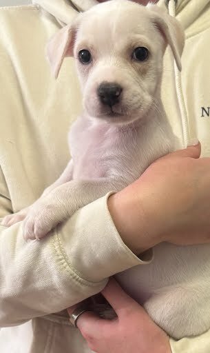 LYRA - Boxer / Labrador Retriever available for adoption