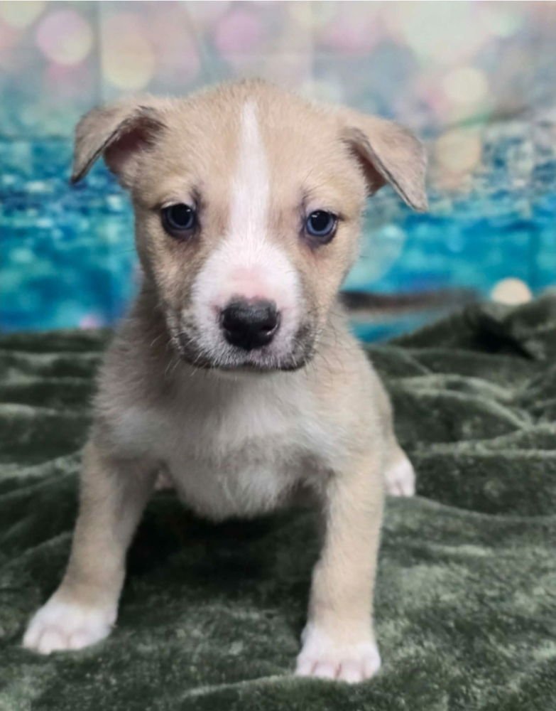 MORT - Cattle Dog available for adoption