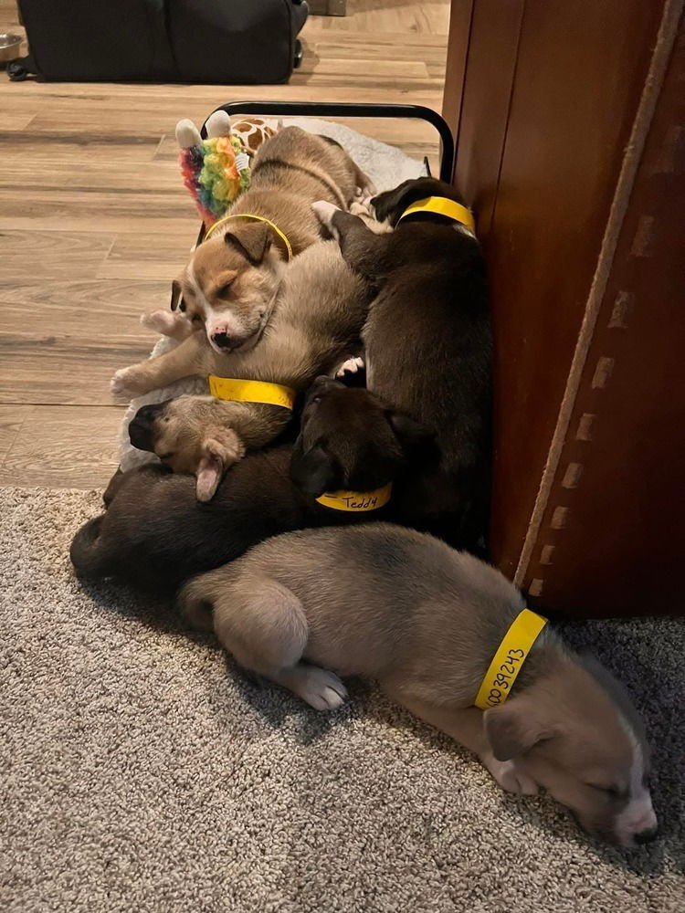 MORT - Cattle Dog available for adoption