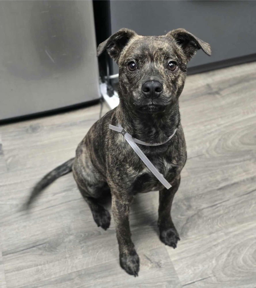 TATER TOT - Staffordshire Bull Terrier available for adoption