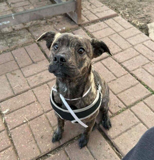 TATER TOT - Staffordshire Bull Terrier available for adoption