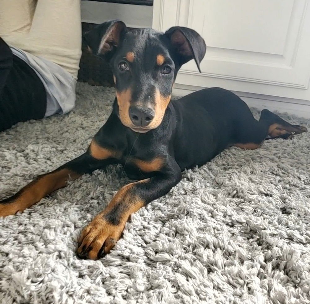 BENITO - Doberman Pinscher available for adoption