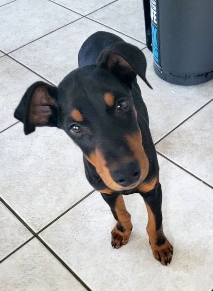 BENITO - Doberman Pinscher available for adoption