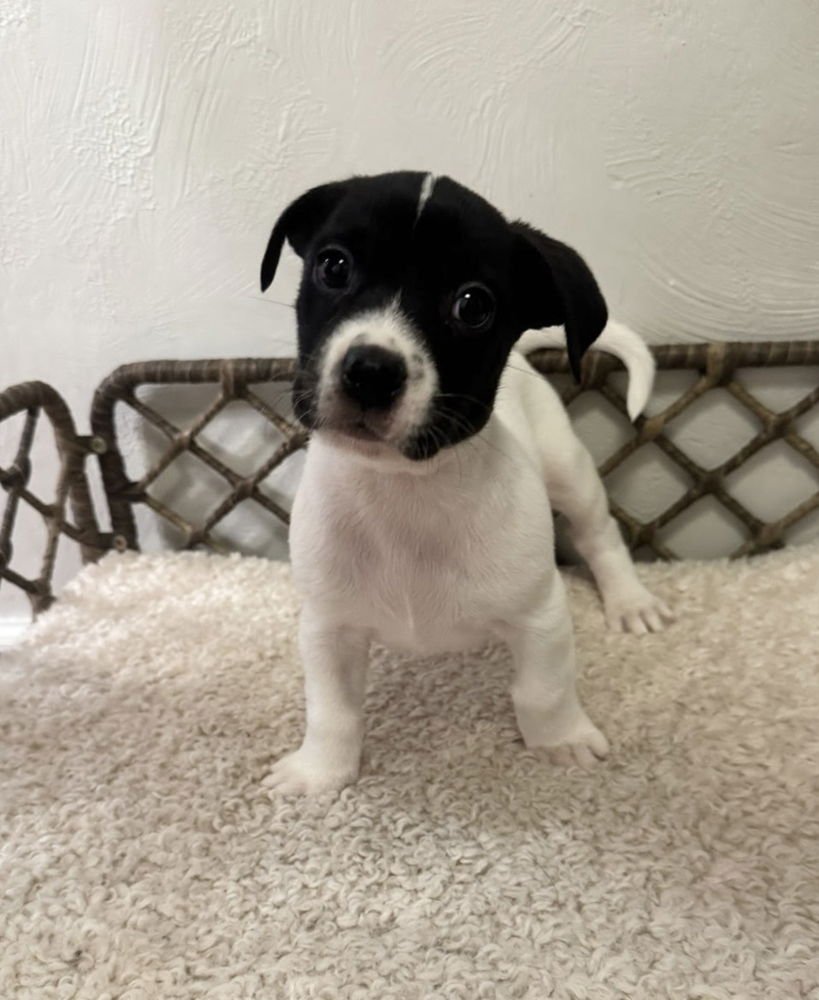 MAIA - Boxer / Labrador Retriever available for adoption