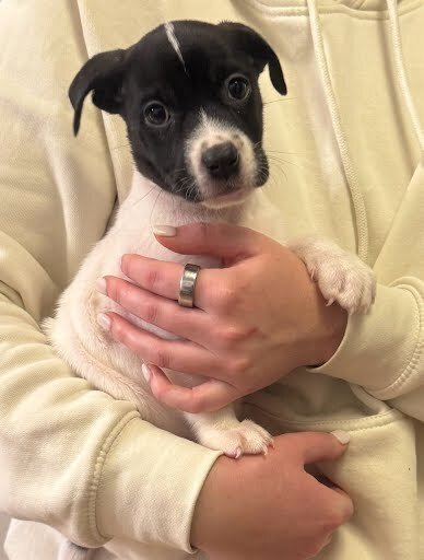 MAIA - Boxer / Labrador Retriever available for adoption