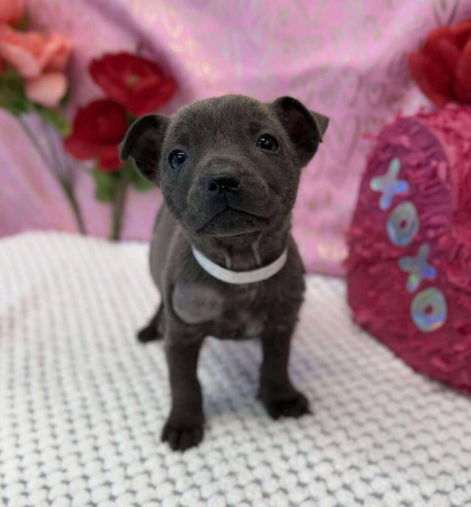 ALEXA - American Staffordshire Terrier / Labrador Retriever available for adoption