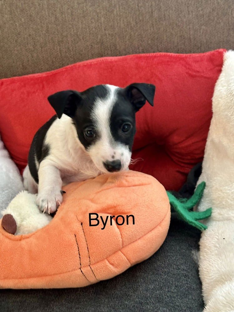 BYRON - Chihuahua available for adoption