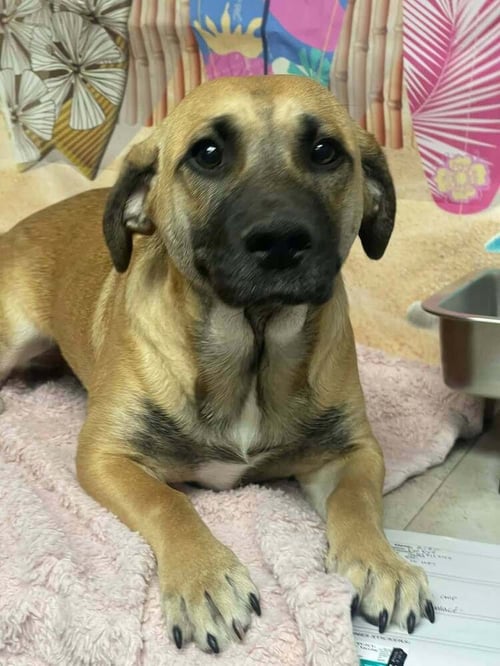 YOGI - Corgi / Black Mouth Cur available for adoption