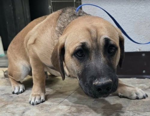 YOGI - Corgi / Black Mouth Cur available for adoption