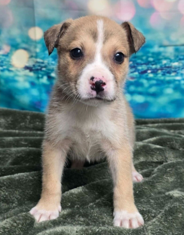 JIMMY PESTO - Cattle Dog available for adoption