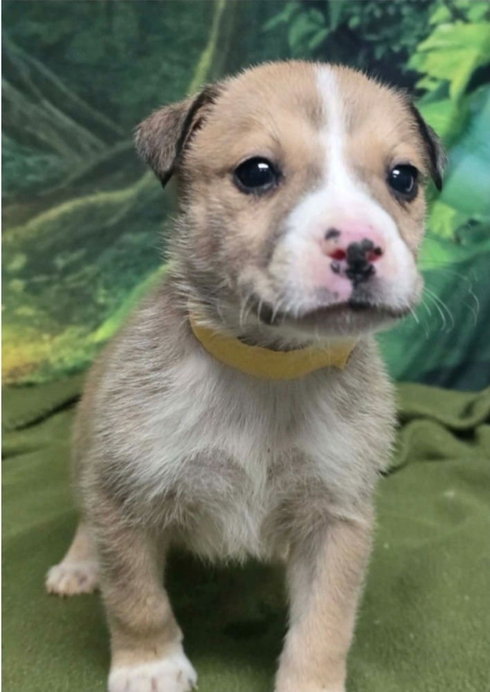 Jimmy Pesto - Photo 3